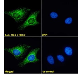 Immunofluorescence - Anti-FBXL2 Antibody (A83949) - Antibodies.com