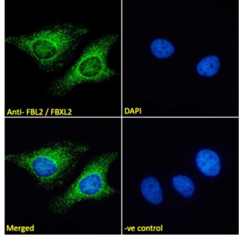 Immunofluorescence - Anti-FBXL2 Antibody (A83949) - Antibodies.com