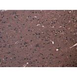 Immunohistochemistry - Anti-FBXL2 Antibody (A83949) - Antibodies.com