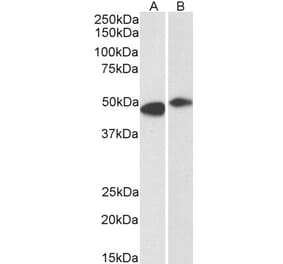 Western Blot - Anti-FBXL2 Antibody (A83949) - Antibodies.com