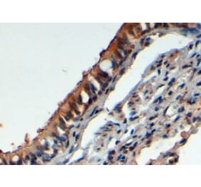 Immunohistochemistry - Anti-FbxL12 Antibody (A83950) - Antibodies.com