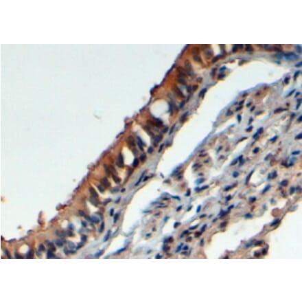 Immunohistochemistry - Anti-FbxL12 Antibody (A83950) - Antibodies.com