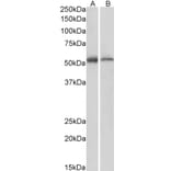Western Blot - Anti-UBXD8 Antibody (A83951) - Antibodies.com