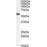 Western Blot - Anti-UBXD8 Antibody (A83951) - Antibodies.com