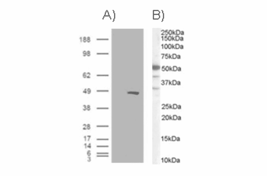 Western Blot - Anti-BAF57/SMARCE1 Antibody (A83953) - Antibodies.com