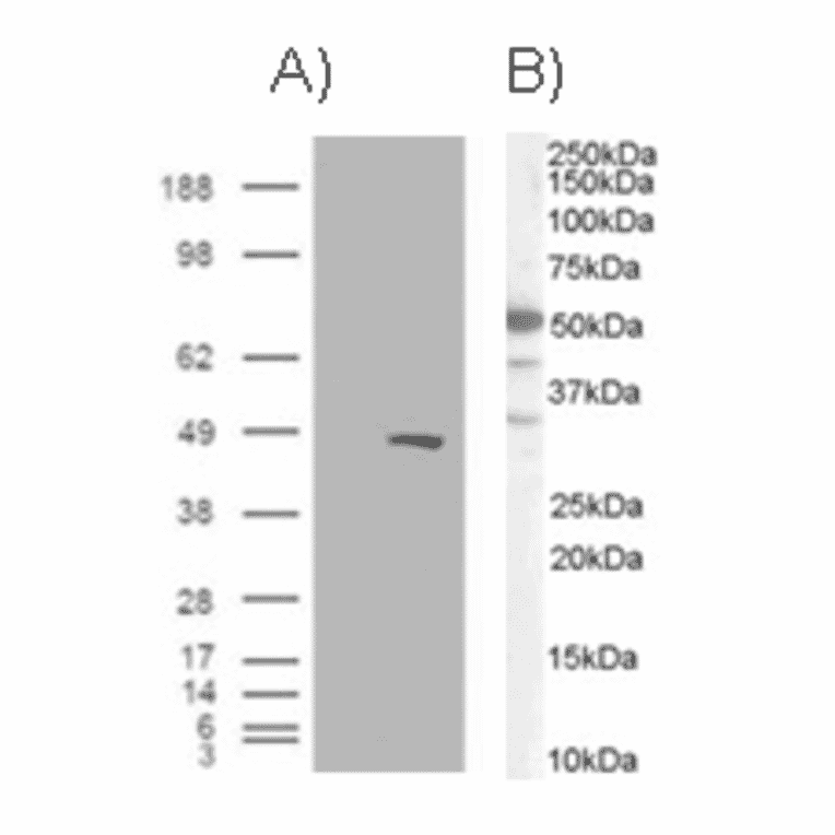 Western Blot - Anti-BAF57/SMARCE1 Antibody (A83953) - Antibodies.com