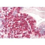 Immunohistochemistry - Anti-Coronin 1a/TACO Antibody (A83954) - Antibodies.com