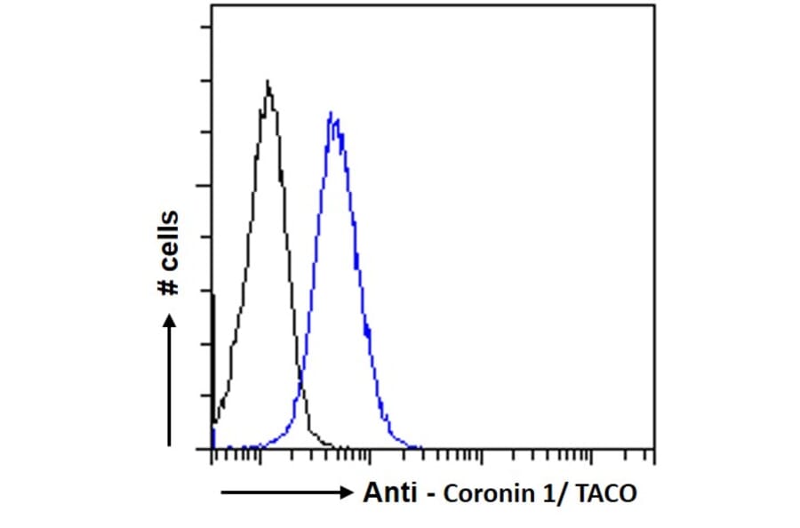 Flow Cytometry - Anti-Coronin 1a/TACO Antibody (A83954) - Antibodies.com