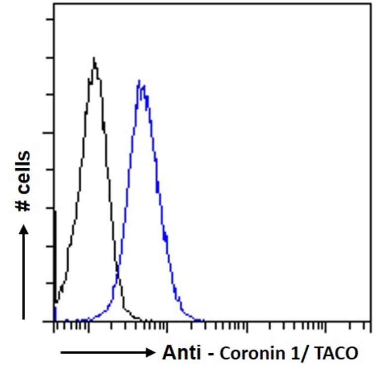 Flow Cytometry - Anti-Coronin 1a/TACO Antibody (A83954) - Antibodies.com