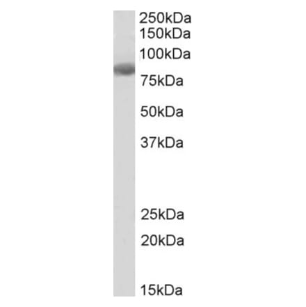 Western Blot - Anti-FBXO43 Antibody (A83955) - Antibodies.com