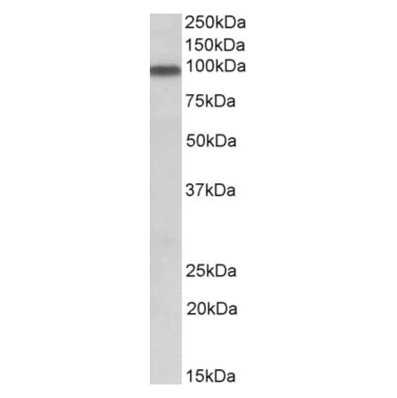 Western Blot - Anti-APPL Antibody (A83958) - Antibodies.com