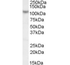 Western Blot - Anti-MAML1 Antibody (A83959) - Antibodies.com