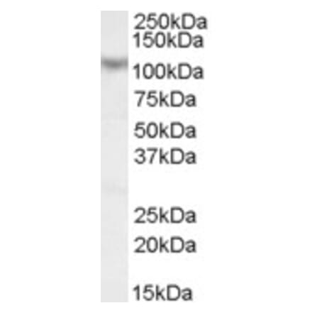 Western Blot - Anti-MAML1 Antibody (A83959) - Antibodies.com