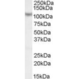 Western Blot - Anti-MAML1 Antibody (A83959) - Antibodies.com