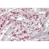 Immunohistochemistry - Anti-MAML1 Antibody (A83959) - Antibodies.com
