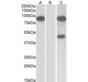 Western Blot - Anti-NUMBL Antibody (A83961) - Antibodies.com