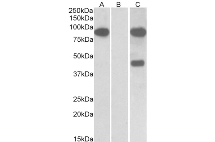Western Blot - Anti-NUMBL Antibody (A83961) - Antibodies.com