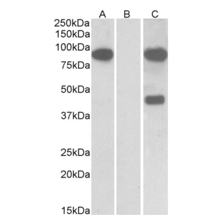 Western Blot - Anti-NUMBL Antibody (A83961) - Antibodies.com