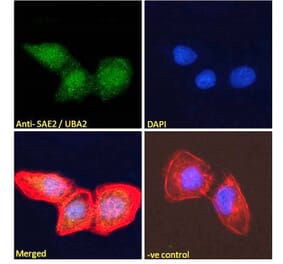 Immunofluorescence - Anti-SAE2 Antibody (A83963) - Antibodies.com