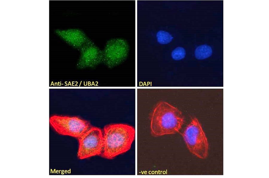 Immunofluorescence - Anti-SAE2 Antibody (A83963) - Antibodies.com