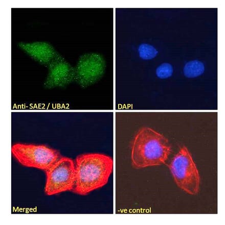 Immunofluorescence - Anti-SAE2 Antibody (A83963) - Antibodies.com