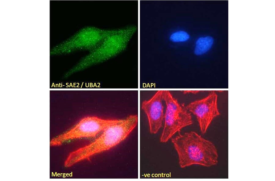 Immunofluorescence - Anti-SAE2 Antibody (A83963) - Antibodies.com