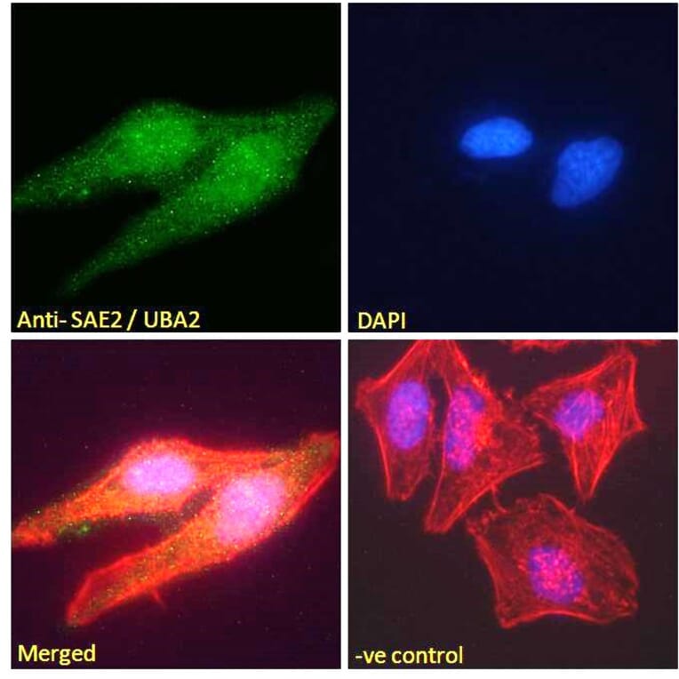 Immunofluorescence - Anti-SAE2 Antibody (A83963) - Antibodies.com