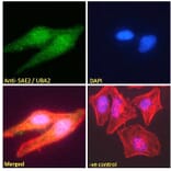 Immunofluorescence - Anti-SAE2 Antibody (A83963) - Antibodies.com