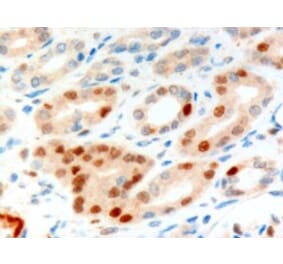 Immunohistochemistry - Anti-Anillin Antibody (A83964) - Antibodies.com