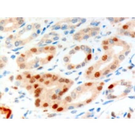 Immunohistochemistry - Anti-Anillin Antibody (A83964) - Antibodies.com