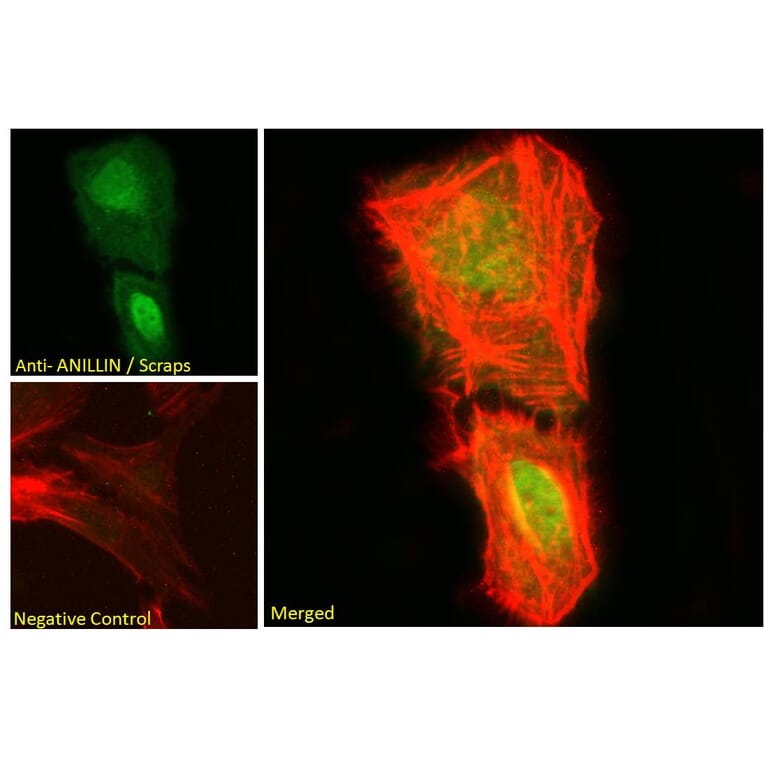 Immunofluorescence - Anti-Anillin Antibody (A83964) - Antibodies.com