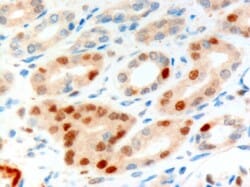 Anti-ANLN Antibody (A83964) (10µg/ml) staining of paraffin embedded Human Kidney. Microwaved antigen retrieval with Tris/EDTA buffer pH9, HRP-staining.