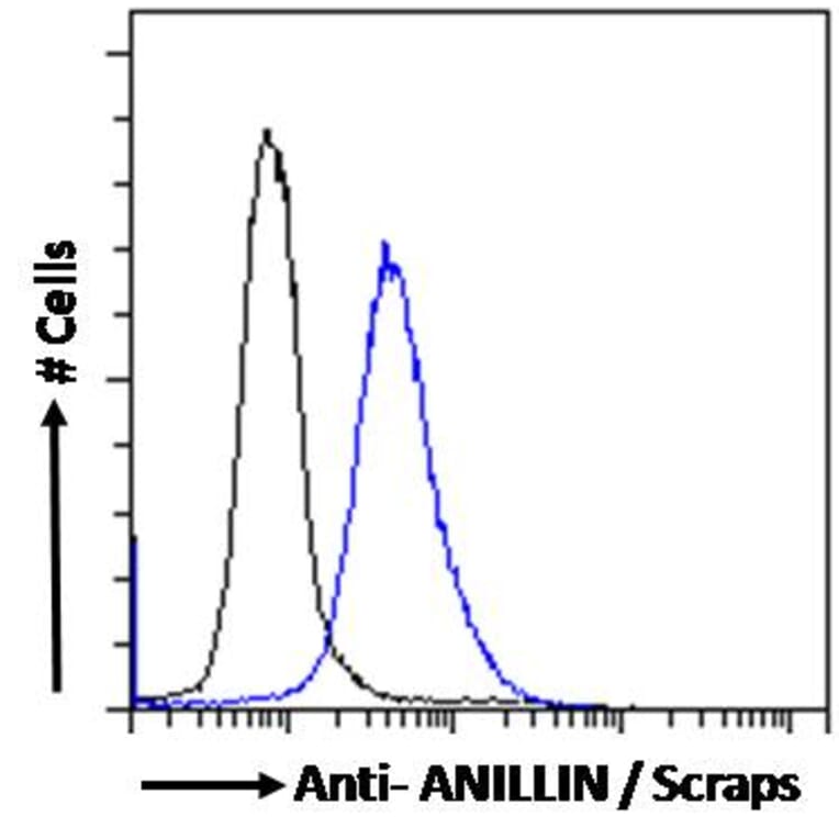 Flow Cytometry - Anti-Anillin Antibody (A83964) - Antibodies.com
