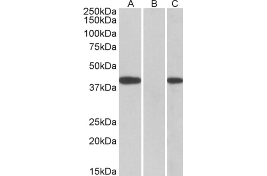 Western Blot - Anti-FANCF Antibody (A83966) - Antibodies.com