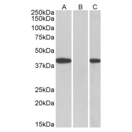 Western Blot - Anti-FANCF Antibody (A83966) - Antibodies.com