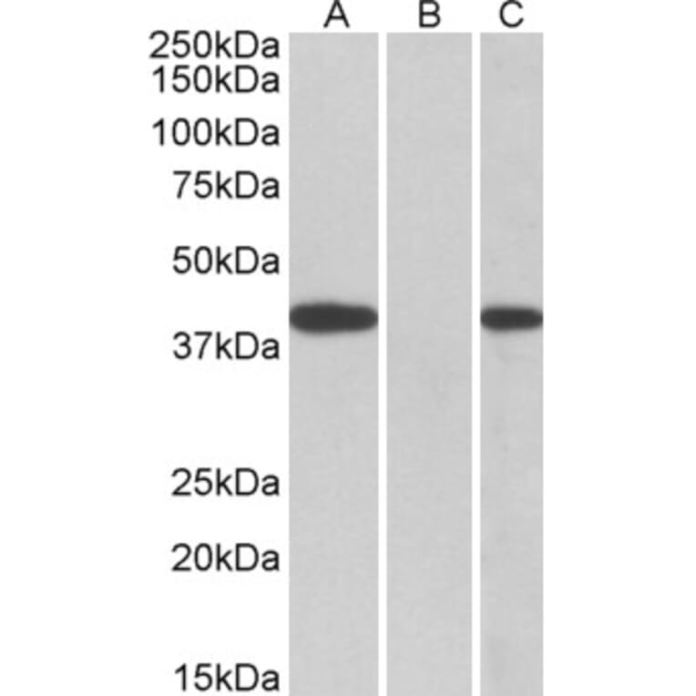Western Blot - Anti-FANCF Antibody (A83966) - Antibodies.com