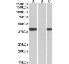 Western Blot - Anti-FANCF Antibody (A83966) - Antibodies.com