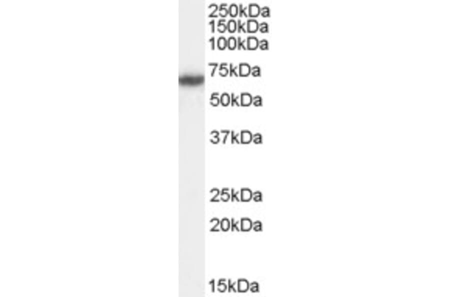 Western Blot - Anti-FANCG Antibody (A83967) - Antibodies.com