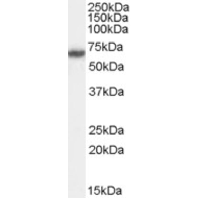 Western Blot - Anti-FANCG Antibody (A83967) - Antibodies.com