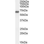 Western Blot - Anti-FANCG Antibody (A83967) - Antibodies.com