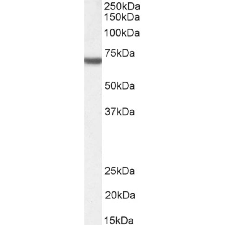 Western Blot - Anti-FANCG Antibody (A83967) - Antibodies.com