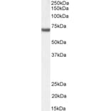 Western Blot - Anti-FANCG Antibody (A83967) - Antibodies.com