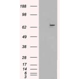 Western Blot - Anti-FANCG Antibody (A83967) - Antibodies.com