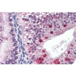 Immunohistochemistry - Anti-FANCG Antibody (A83967) - Antibodies.com