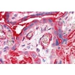 Immunohistochemistry - Anti-ADAP2 Antibody (A83971) - Antibodies.com