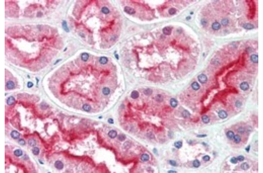 Immunohistochemistry - Anti-CENTG3/MRIP1 Antibody (A83974) - Antibodies.com