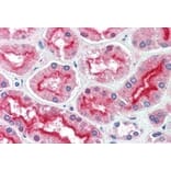 Immunohistochemistry - Anti-CENTG3/MRIP1 Antibody (A83974) - Antibodies.com