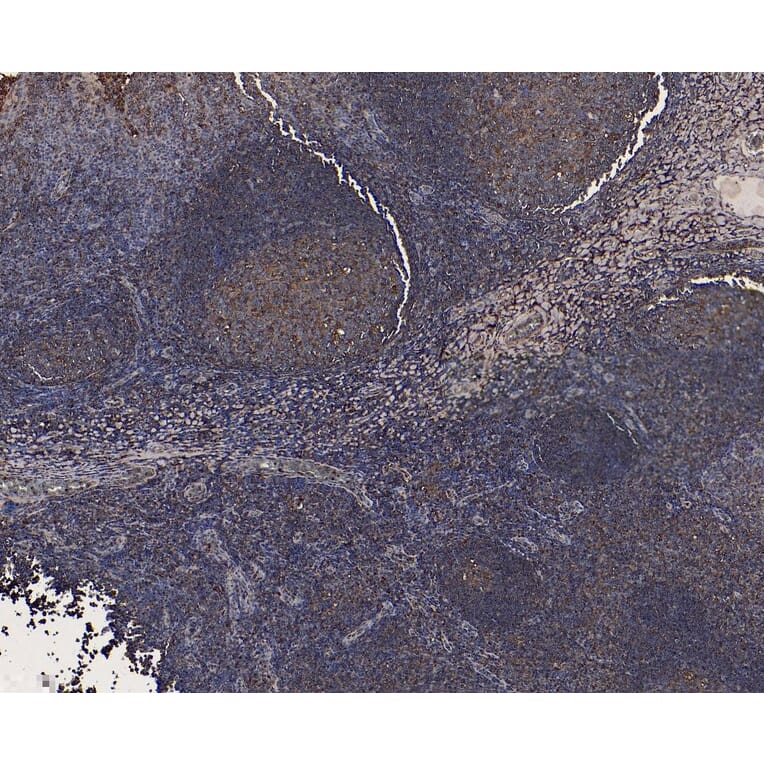 Immunohistochemistry - Anti-Cystatin-B Antibody (A83975) - Antibodies.com