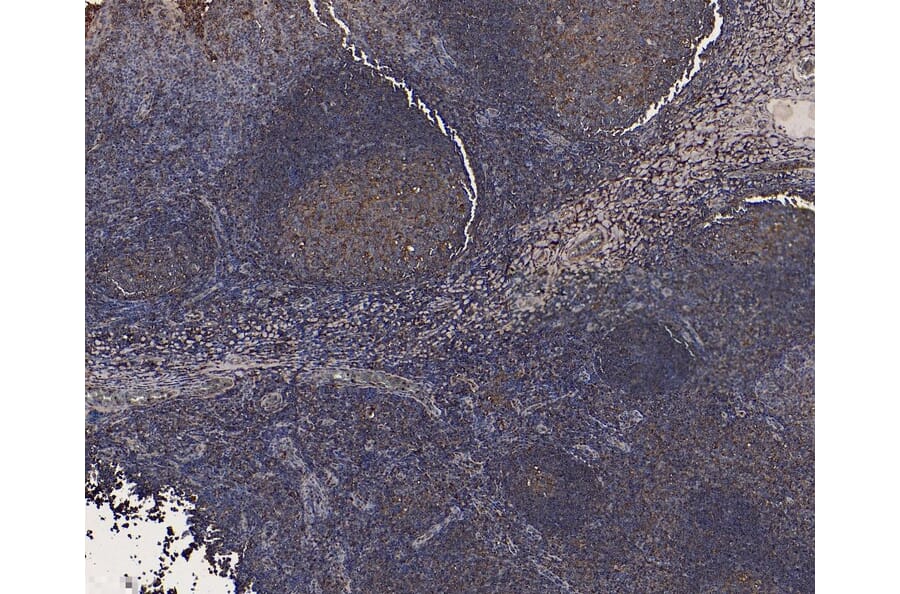 Immunohistochemistry - Anti-Cystatin-B Antibody (A83975) - Antibodies.com
