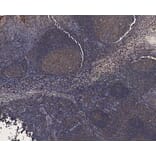 Immunohistochemistry - Anti-Cystatin-B Antibody (A83975) - Antibodies.com